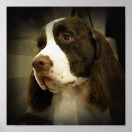 Springer Spaniel Print (Voorkant)