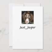 Springer spaniel-vergroentingskaart. bedankkaart (Achterkant)
