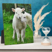 SPRINGLAMBS FOTOPLAAT (Zijkant)