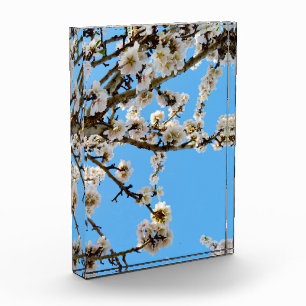 Spring's Embrace: witte bloemen tegen blauwe lucht Fotoblokken