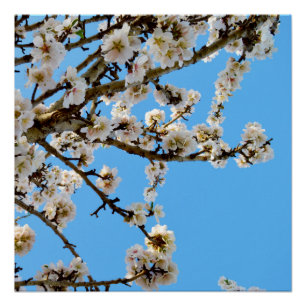 Spring's Embrace: witte bloemen tegen blauwe lucht Perfect Poster