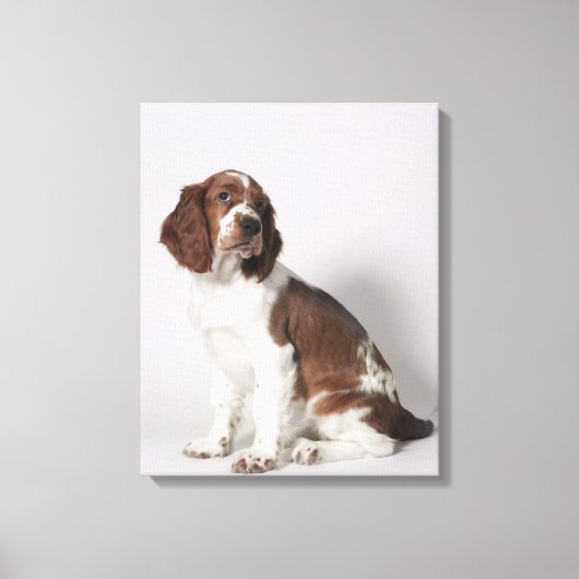 Springspaniel Canvas Afdruk (Voorkant)