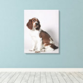 Springspaniel Canvas Afdruk (Insitu (Houten vloer))