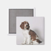 Springspaniel Magneet (Voorkant / Achterkant)