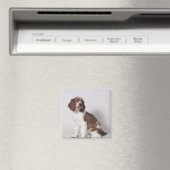 Springspaniel Magneet (Insitu (Vaatwasser))