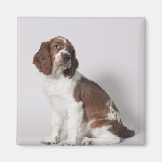 Springspaniel Magneet (Voorkant)