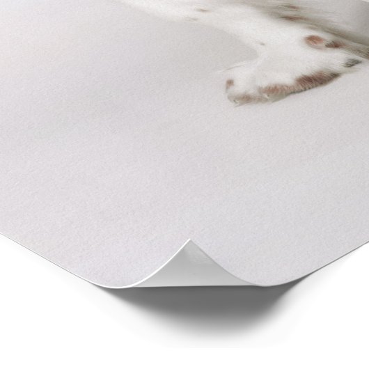 Springspaniel Poster (Hoek)