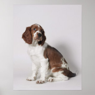 Springspaniel Poster