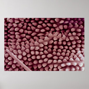 Springtail — achterzijde poster