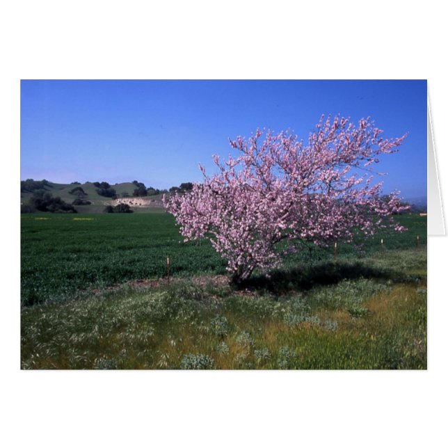 "Springtime" (Voorkant Horizontaal)