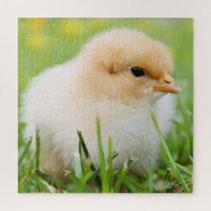 Springtime Baby Chick Legpuzzel