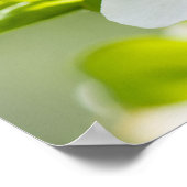 Springtime-bloei Poster (Hoek)