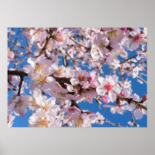 Springtime bloeit poster