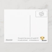 Springtime Briefkaart (Achterkant)
