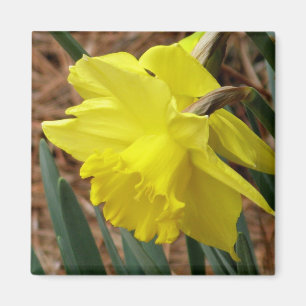 Springtime daffodil magnet magneet