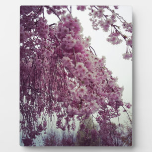 Springtime Fotoplaat