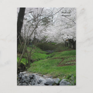 Springtime in Bethesda, Maryland Briefkaart
