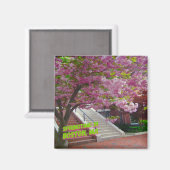 Springtime in Boston, MA Magneet (Voorkant / Achterkant)