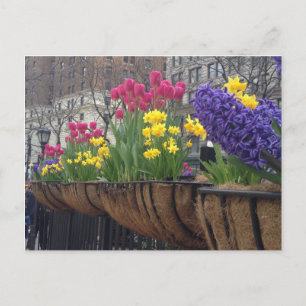 Springtime in Greeley Square NYC Flowers New York Briefkaart