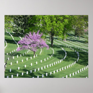 Springtime in het nationaal kerkhof van Arlington Poster