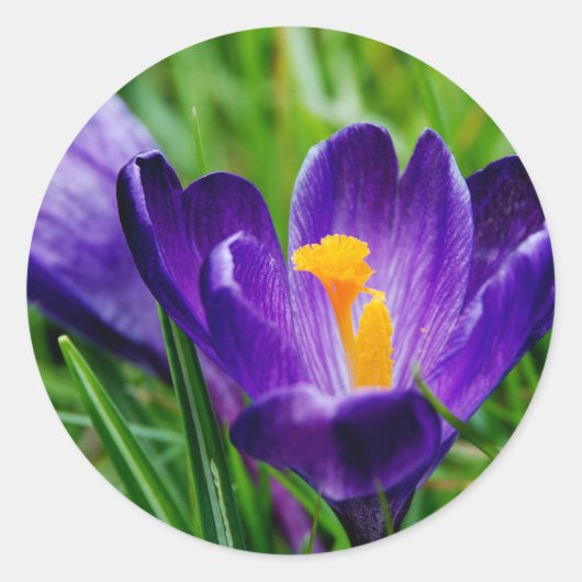 Springtime krokussen ronde sticker (Voorkant)