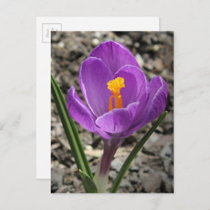 Springtime Paars en Yellow Crocus Flower foto Briefkaart