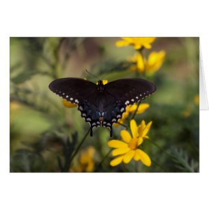 Springtime Swallowtail Butterfly