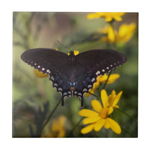 Springtime Swallowtail Tegeltje (Voorkant)