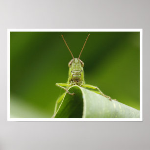 Sprinkhaan op blad Close-up Poster