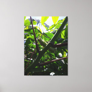 Sprinkhaan Verborgen in het Oog Springend Close-Up Canvas Afdruk