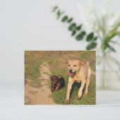 Sprint Fun Labrador et Dachhund carte postale (Debout devant)