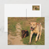 Sprint Fun Labrador et Dachhund carte postale (Devant / Derrière)