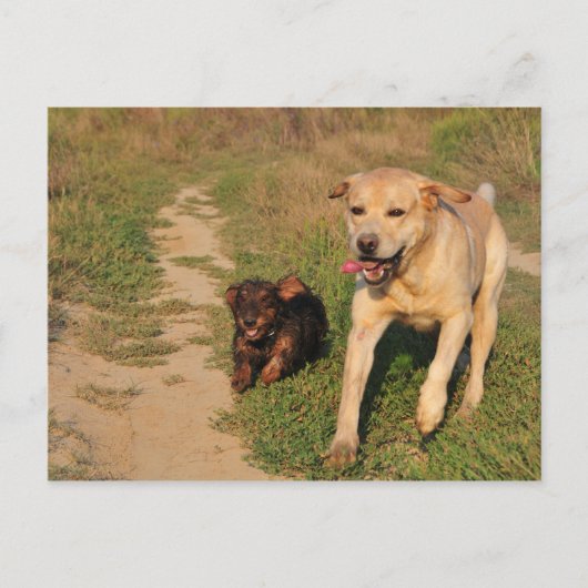 Sprint Fun Labrador et Dachhund carte postale (Devant)