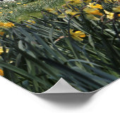 SPRINTEMPS DAFFODIL GARDEN POSTER (Coin)