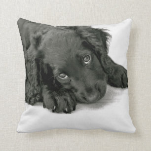 Sprocker Spaniel Dave Kussen