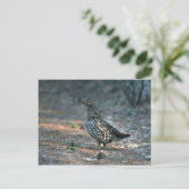 Sprokapper, kip briefkaart (Staand voorkant)