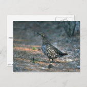 Sprokapper, kip briefkaart (Voorkant / Achterkant)