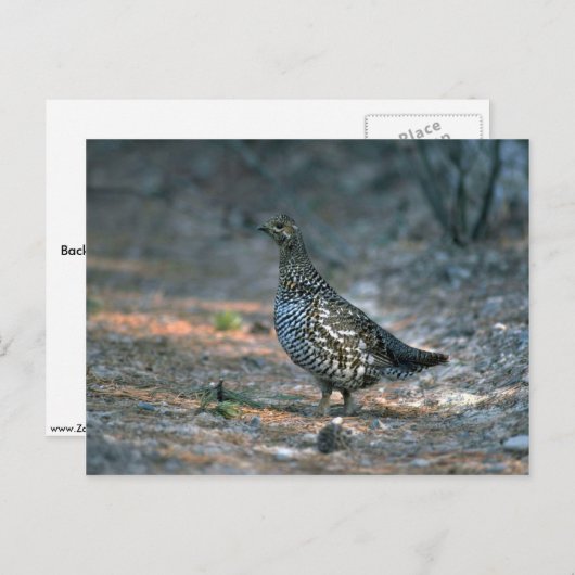 Sprokapper, kip briefkaart (Voorkant / Achterkant)