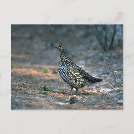 Sprokapper, kip briefkaart (Voorkant)