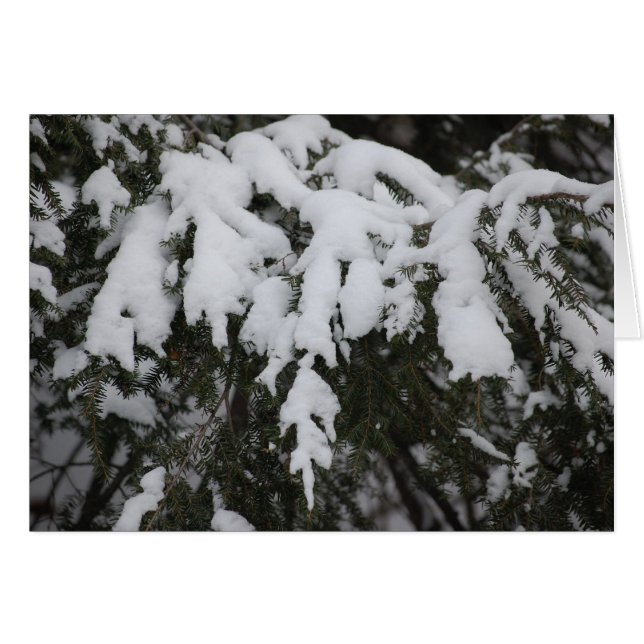 Spruce (Voorkant Horizontaal)