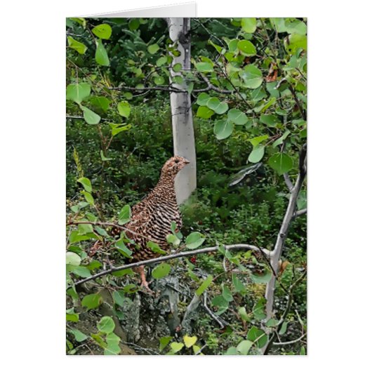 Spruce Grouse 2 - 5 "x 7" Art Kaart (Voorkant)