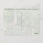 Spruce Grouse - Briefkaart (Achterkant)