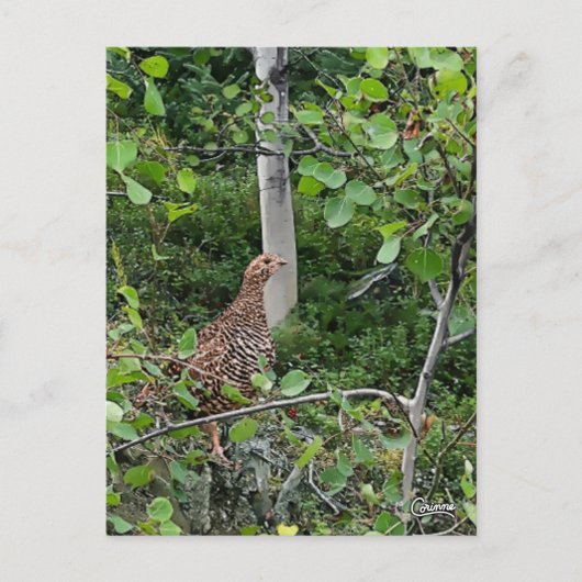 Spruce Grouse - Briefkaart (Voorkant)