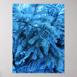 Spruce takken bedekt met sneeuw- en vorstkristalle poster