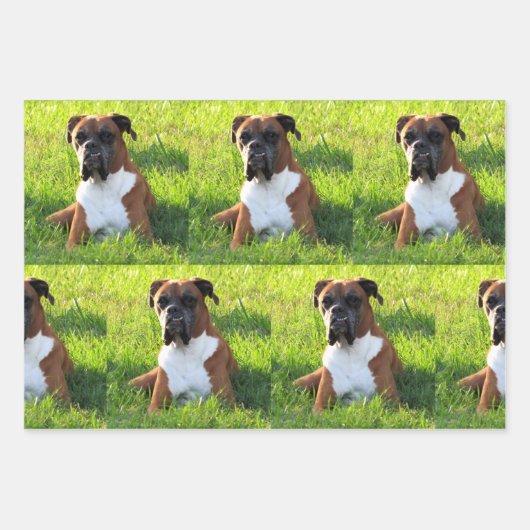 Spuit de papierbladen van de doos - Dog Wrapping Inpakpapier Vel (Voorkant)