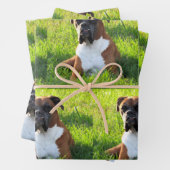 Spuit de papierbladen van de doos - Dog Wrapping Inpakpapier Vel (In situ)