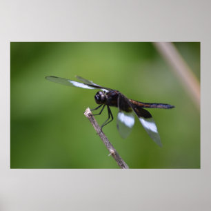 Spuitgeschilde dragonfly vleugels poster