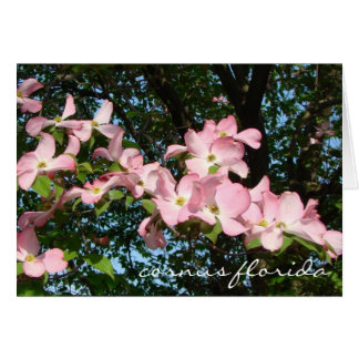 spuitnevel van doornhaai " cornus florida "