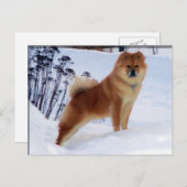 spuitschilderende briefkaarten (Voorkant / Achterkant)