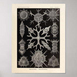  Spumellaria Ernst Haeckel Art Print